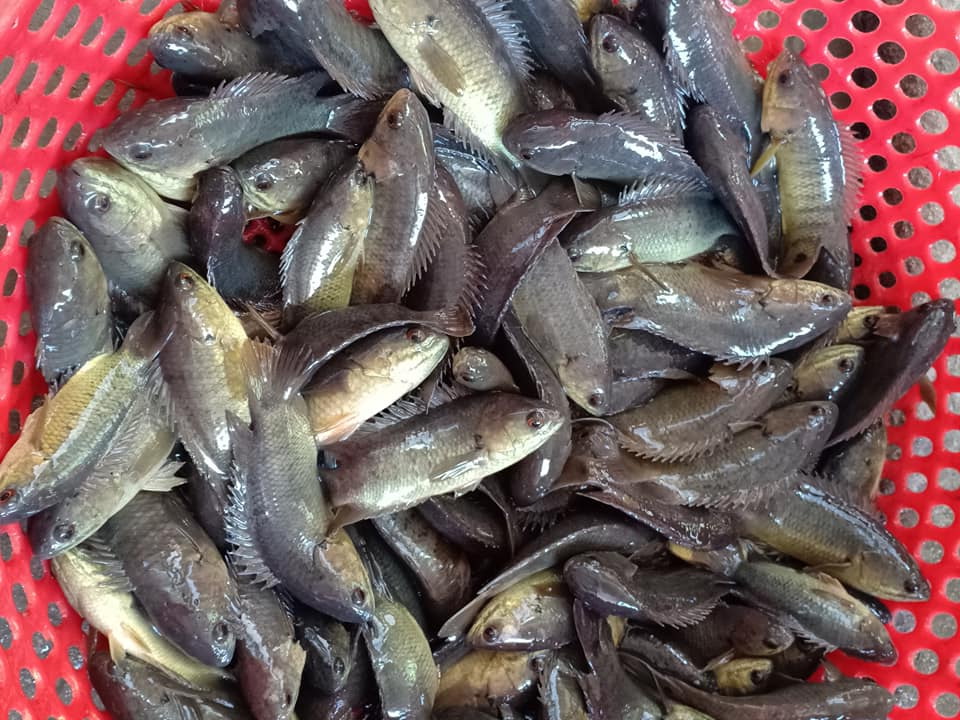 cá rô đồng