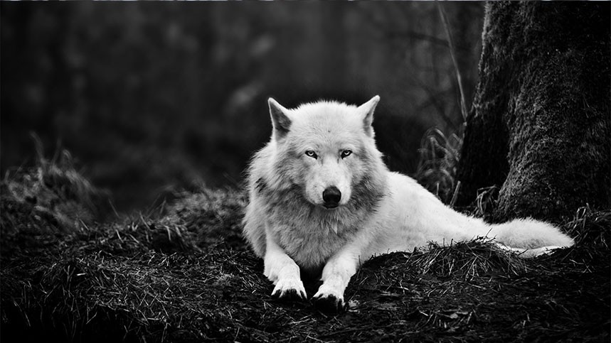 bài học từ loài sói