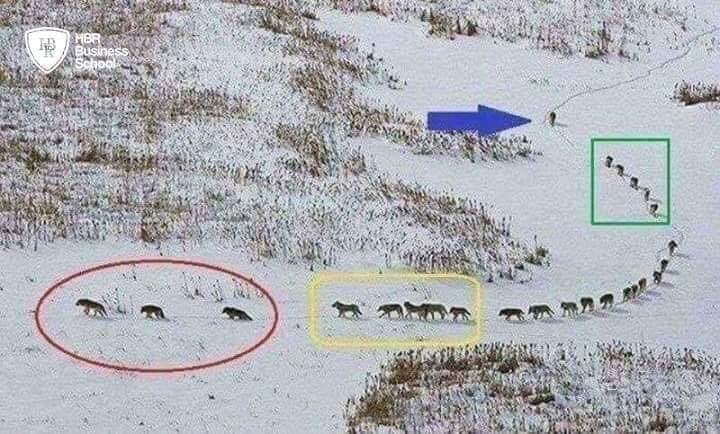 cách sắp xếp bầy sói