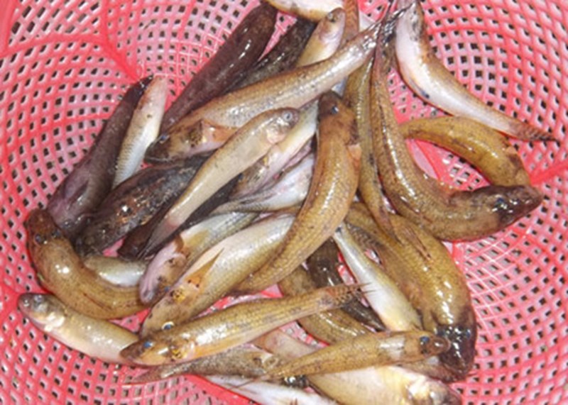 Cá bống nướng muối ớt