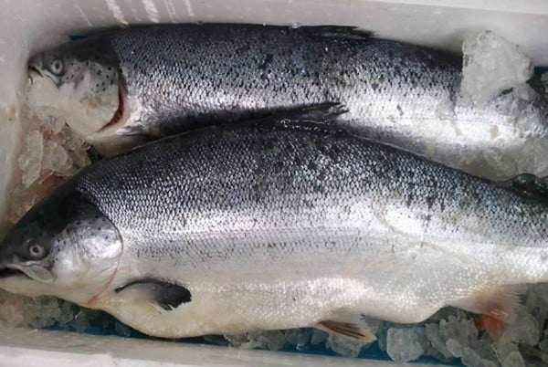 Cá hồi nguyên con - 420k/kg