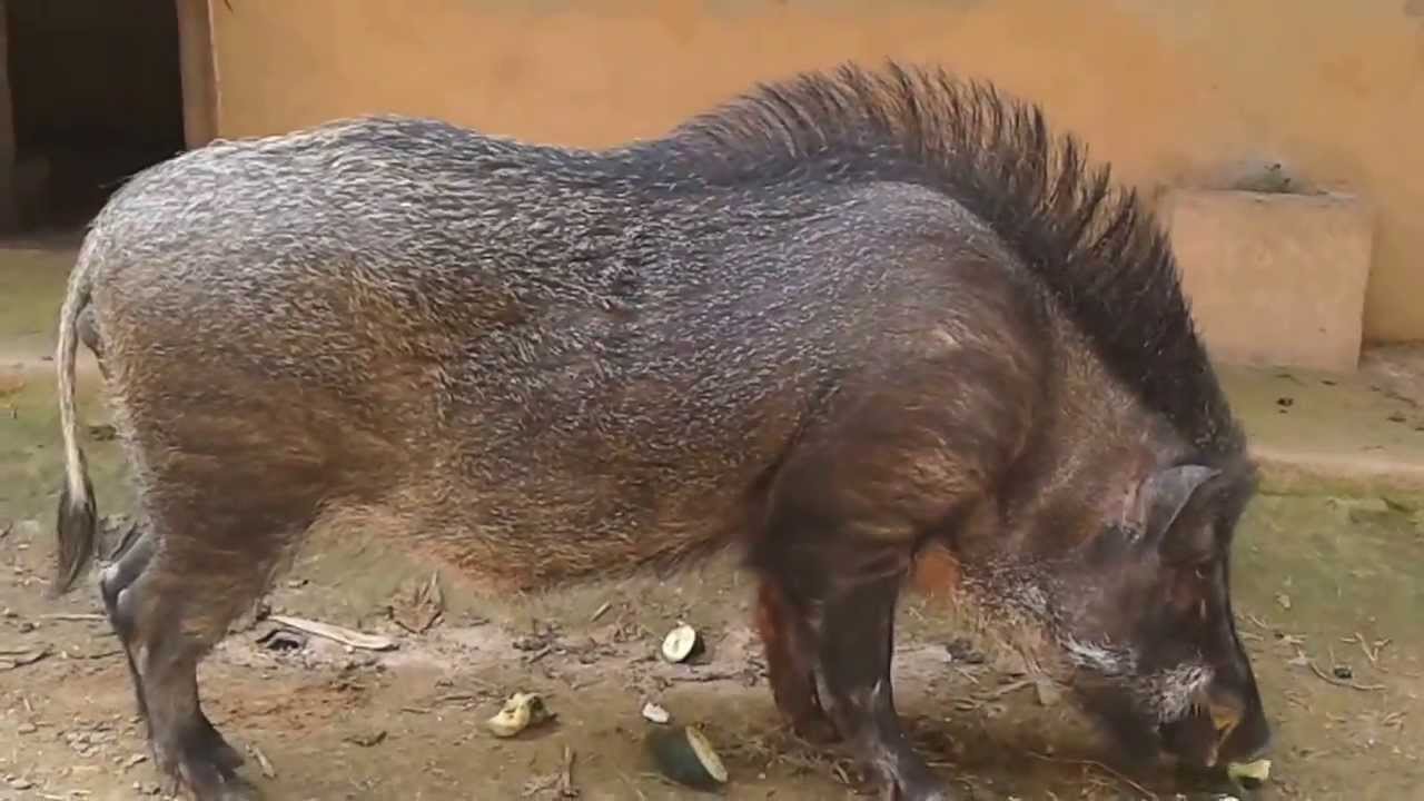 Lợn rừng nguyên con - 250k/kg