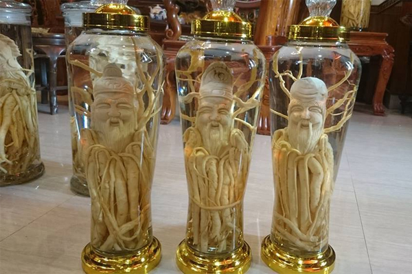 Địa chỉ bán rượu đinh lăng tại Sài Gòn, Hà Nội