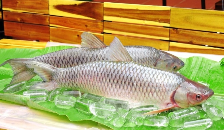 Cá trắm cỏ là cá gì?