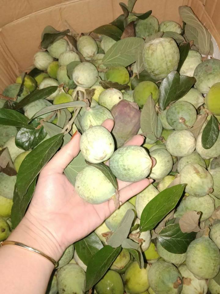 Giới thiệu về Quả trâu cổ ngâm rượu