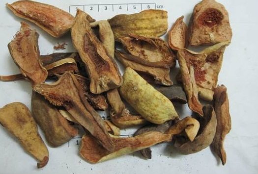 Cửa hàng bán quả trâu cổ tươi giá tốt