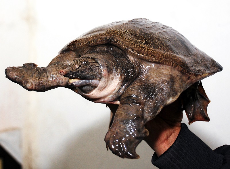 Baba ao quê hỗ trợ thịt - 450k/kg