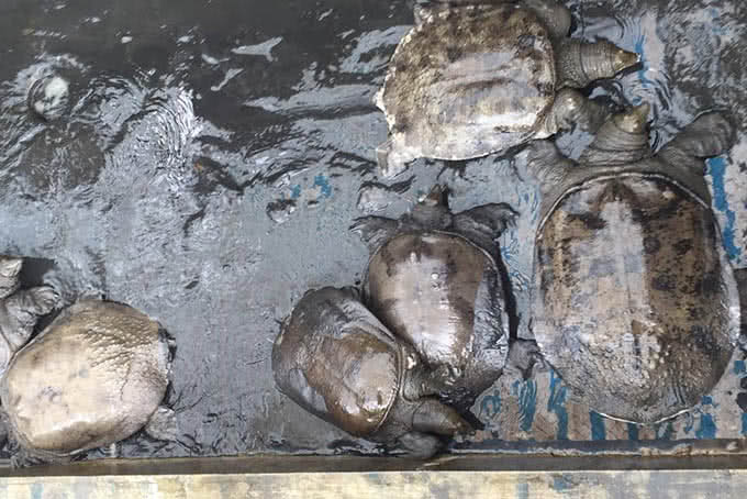 Baba ao quê là gì?