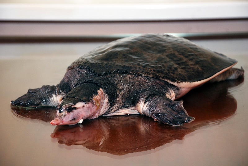 Giá Baba ao quê có đắt không?