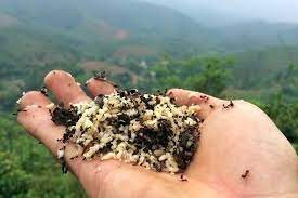 Trứng kiến tươi là gì?