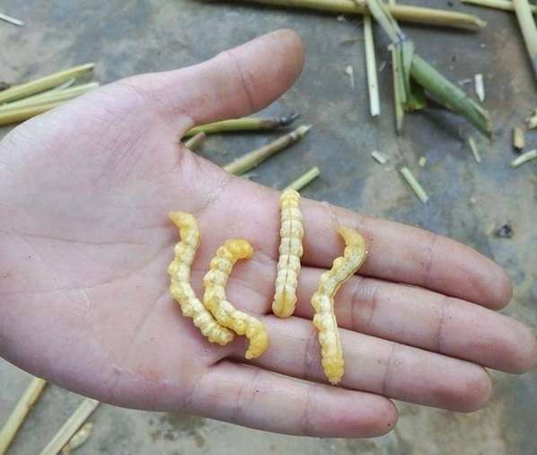 Sâu chít 1.8tr/1kg