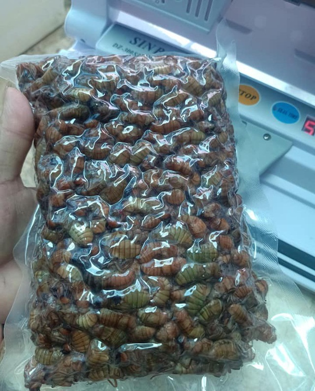 Mua ve sầu non tại Hà Nội ở đâu?