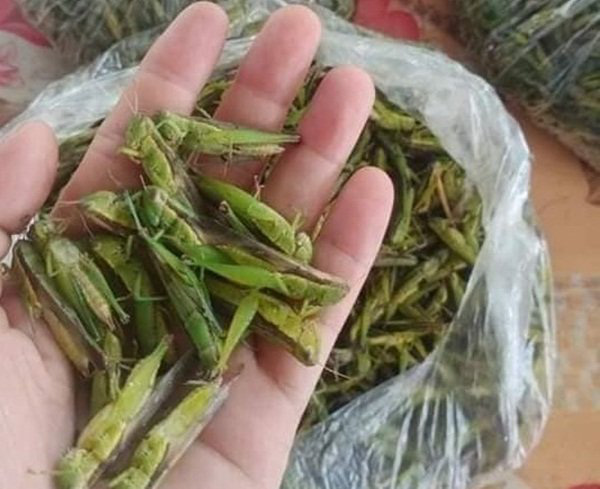 Châu chấu lúa tươi 350k/kg