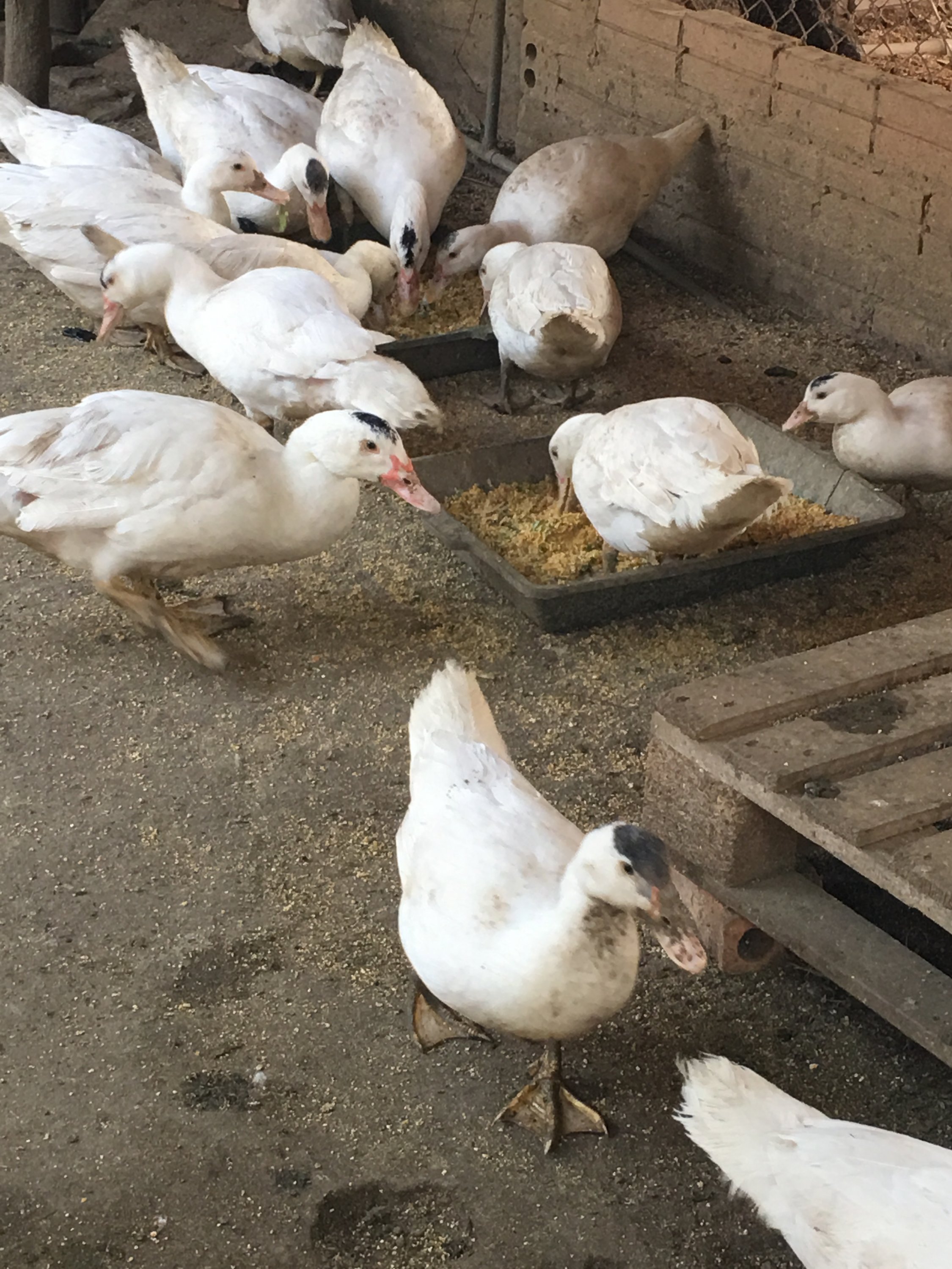 Giới thiệu về ngan thả vườn