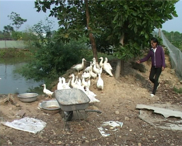 Ai không nên ăn thịt ngan?