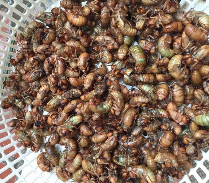 Đặc sản ve non nấu món gì ngon?