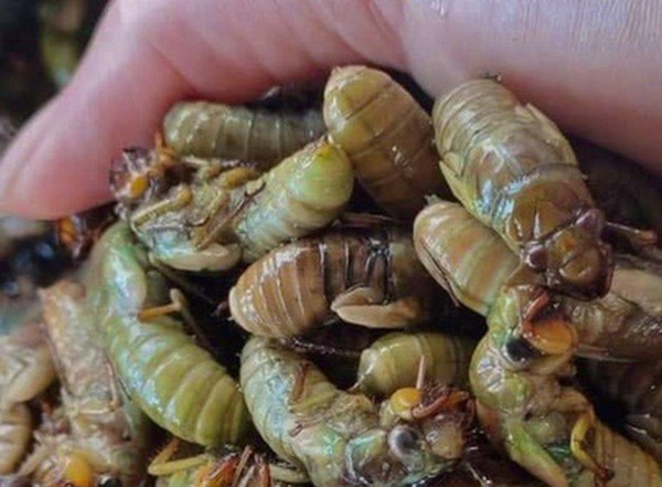 Ve non cấp đông 450k/kg