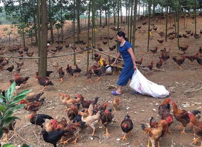 Đôi điều về giống gà ta