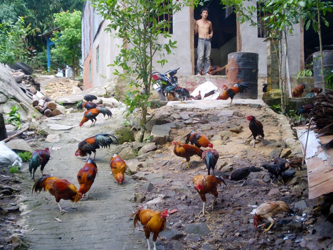 Vì sao nên chọn thịt gà ta thả vườn?