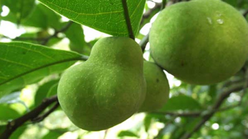 Quả chay là quả gì ? Nấu món gì? Mua ở đâu?