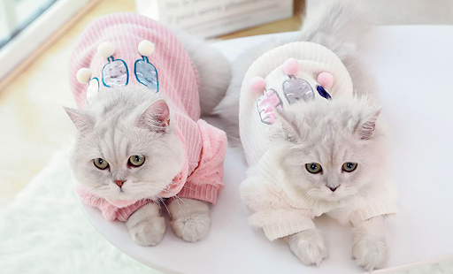 Phân phối thức ăn, phụ kiện thú cưng tại Hà Nội