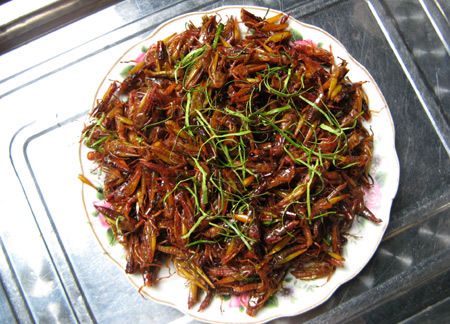 Châu chấu rang lá chanh, cực lạ mà cực ngon.