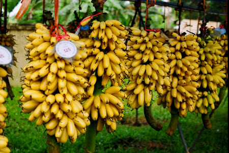 Đặc điểm nhận biết chuối ngự Đại Hoàng chuẩn