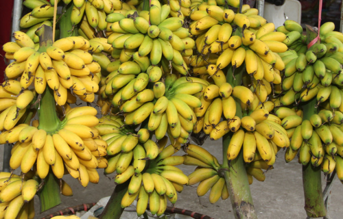 Phân phối chuối Ngự Đại Hoàng toàn quốc