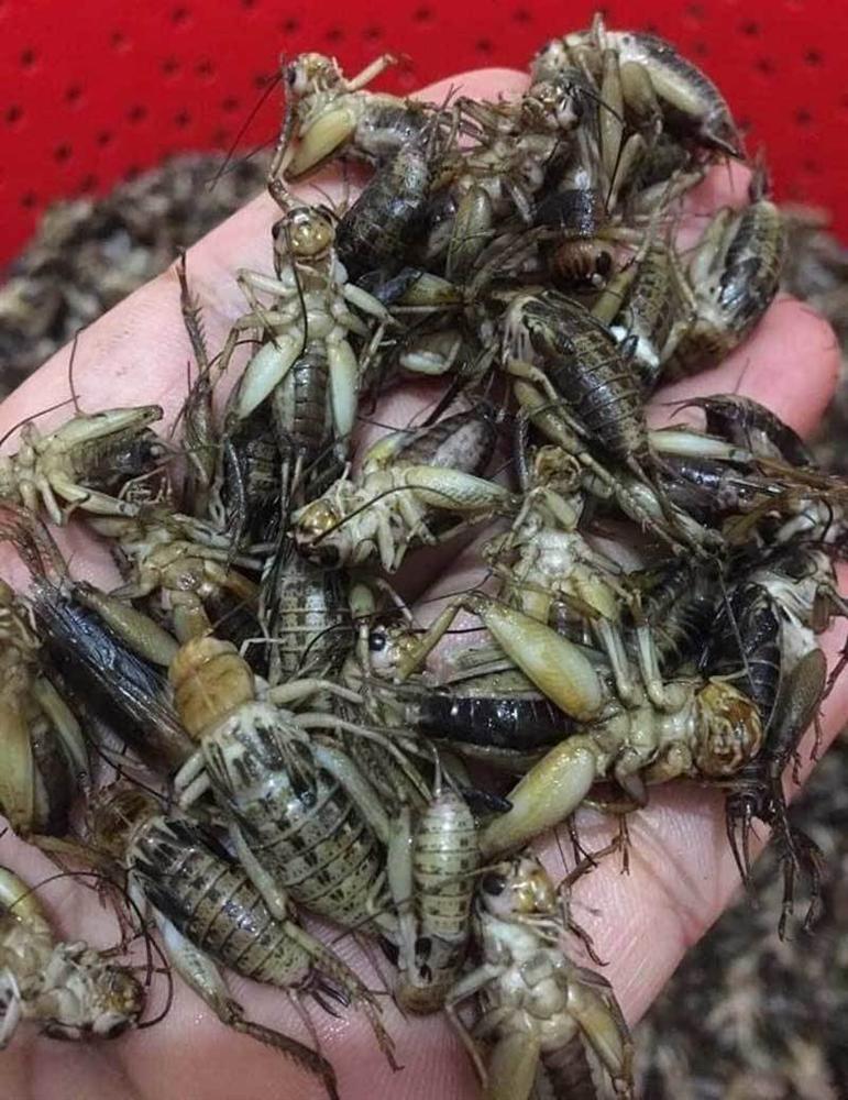 Tổng hợp những món ngon từ dế mèn