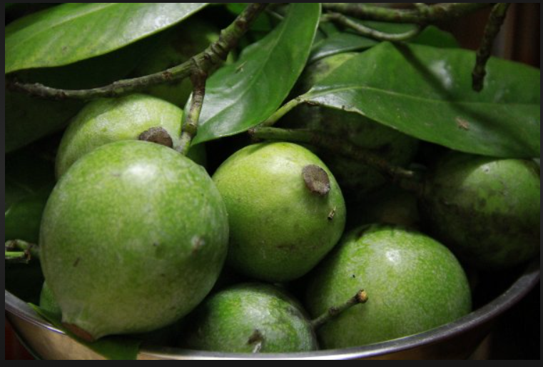 Quả dọc dùng để làm gì?