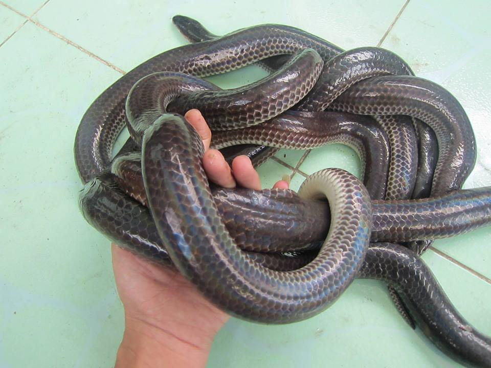 Giải đáp: Rắn hổ hành có độc không?