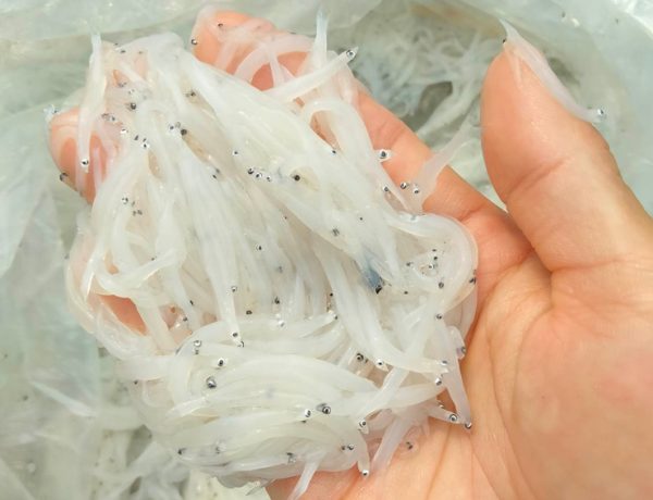 Cá ngần sông Đà2