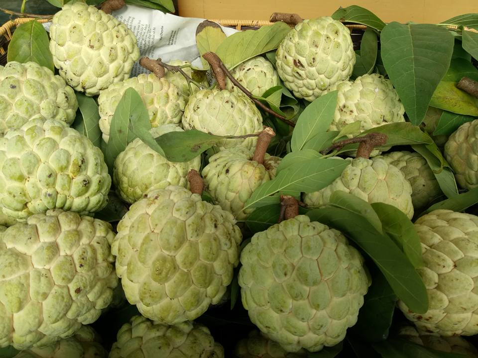 Quả na bở Chi Lăng, Thủy Nguyên, Hà Giang 5