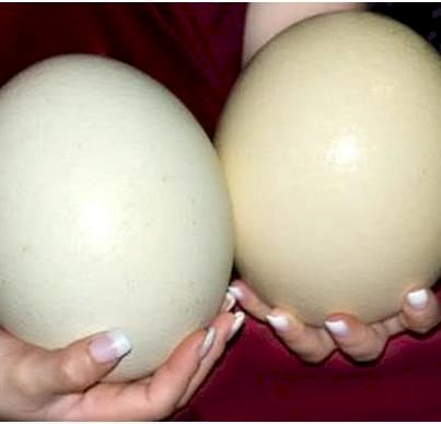 trứng đà điểu