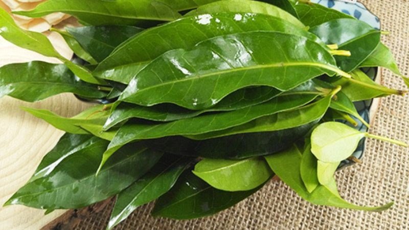 Công dụng tuyệt vời của lá vối