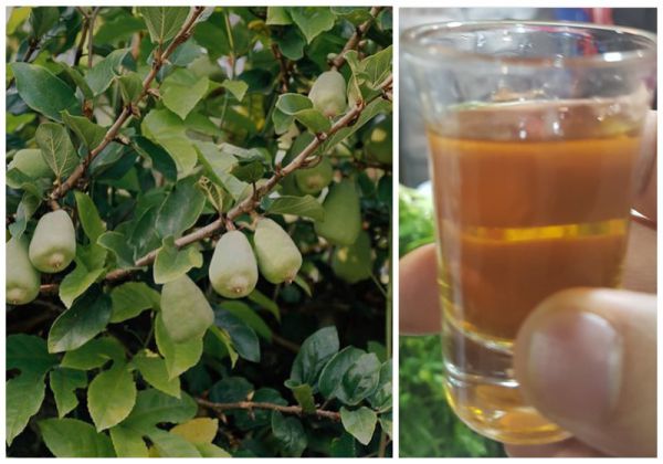 Rượu Trâu Cổ bổ thận tráng dương - 200k/lit