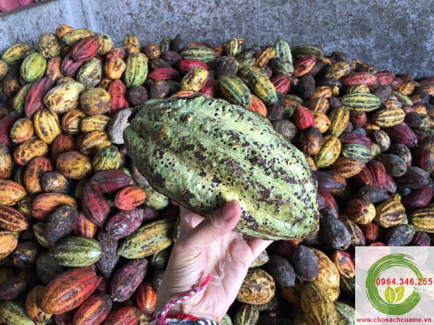 Quy trình chế biết bột ca cao nguyên chất