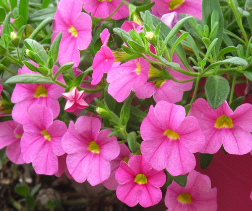 hat giong hoa da yen thao