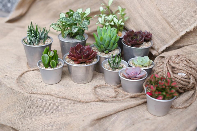 Trong Quán Cafe Bạn Nên Trồng Cây Gì ? 